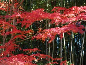 桃太郎公园红叶