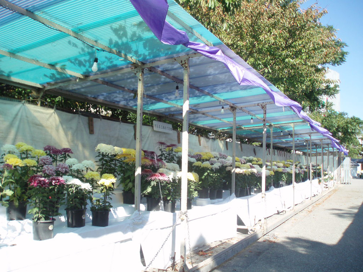 三河の菊まつり