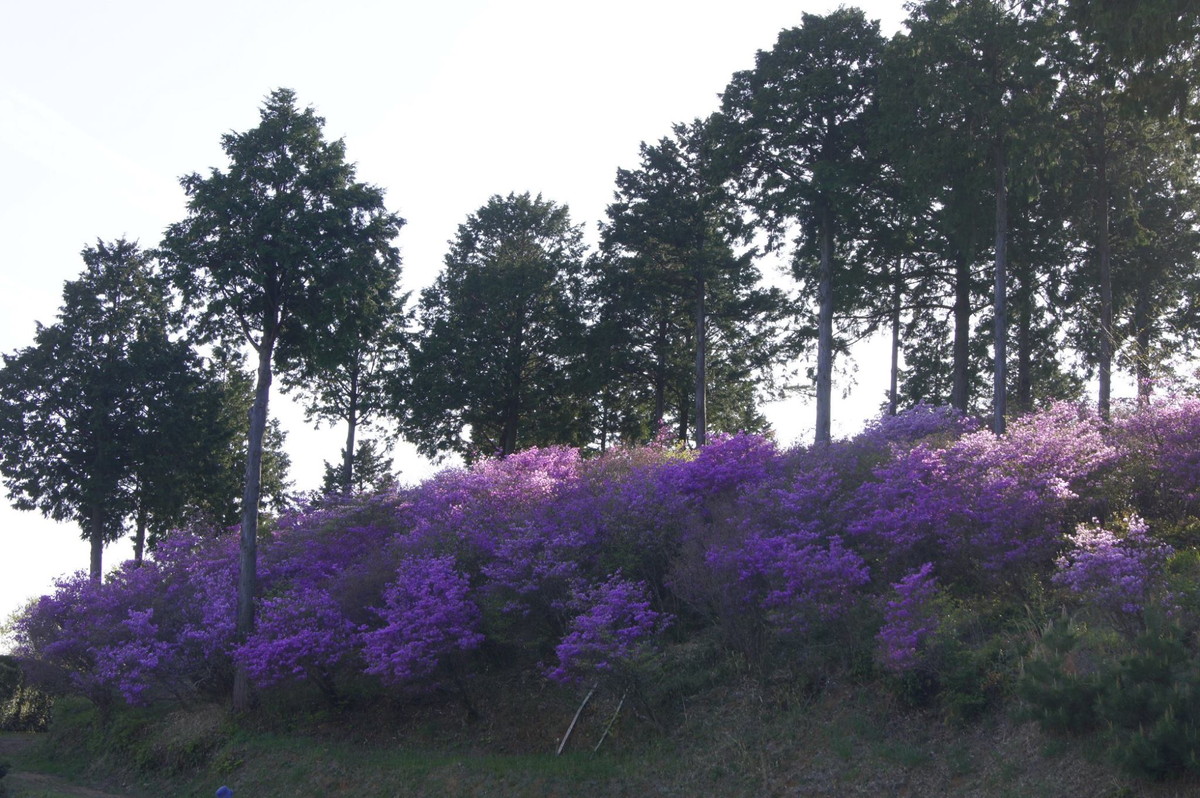 コバノミツバツツジまつり