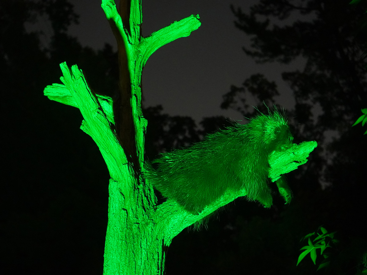 東山動植物園　夜間ZOO