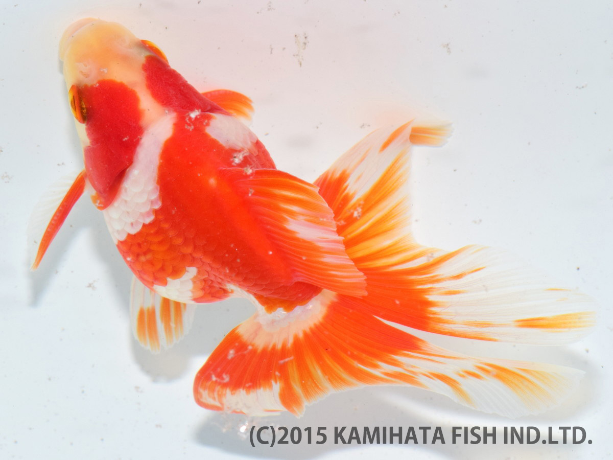 金魚日本一大会