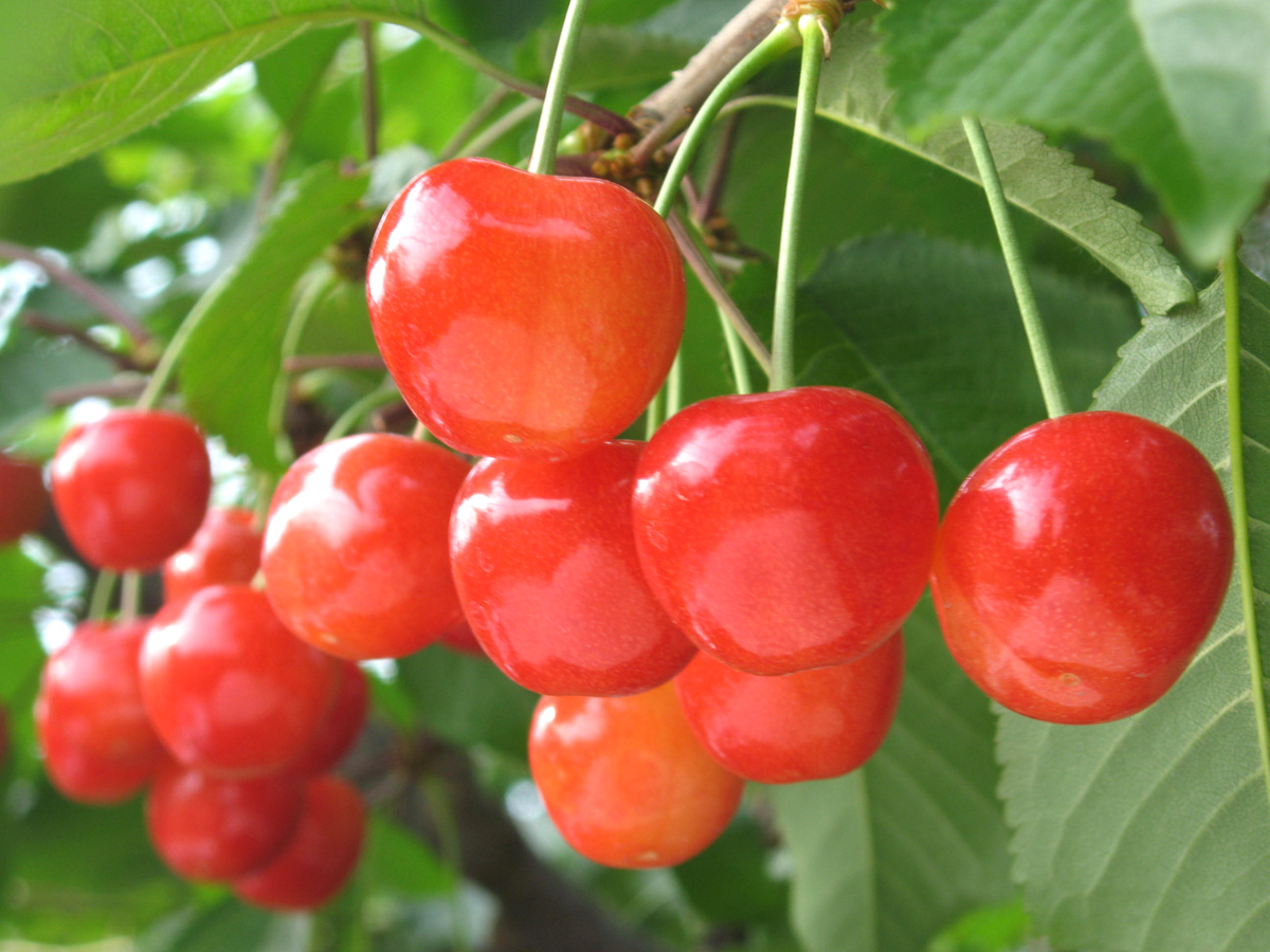 「東根さくらんぼ」プレゼントイベント