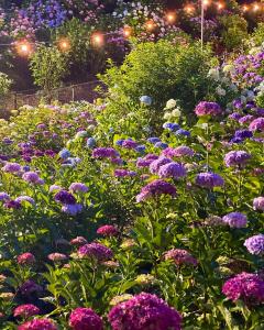 形原温泉紫阳花节