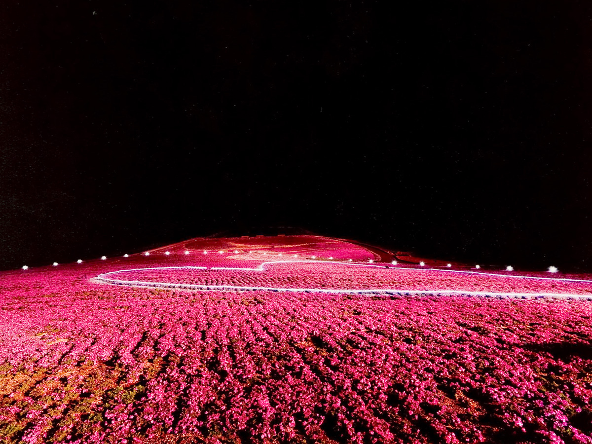 차우스야마 고원 꽃잔디 축제