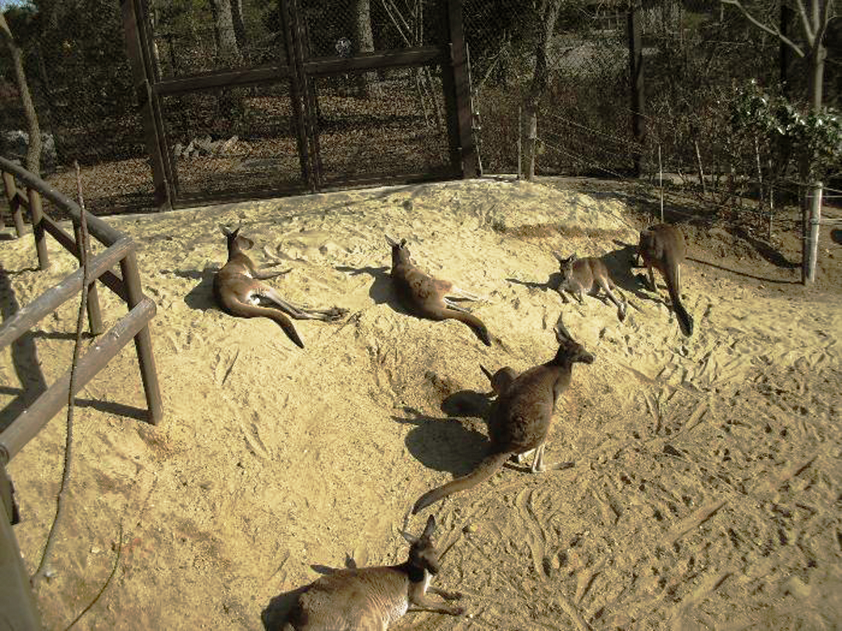 Toyohashi Zoo & Botanical Park (Non Hoi Park)