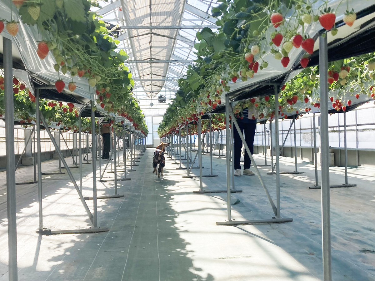 フルーツループ