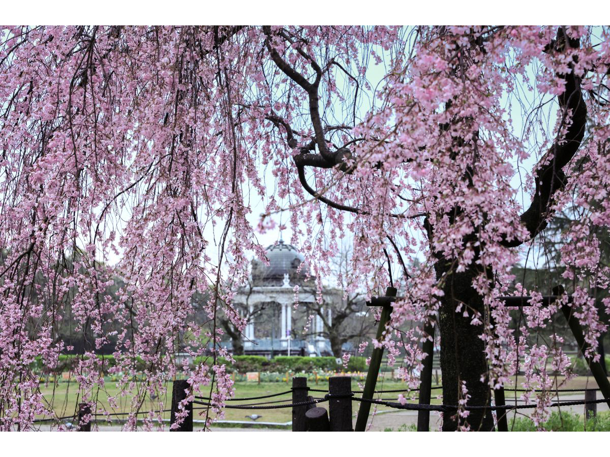 鶴舞公園 桜まつり