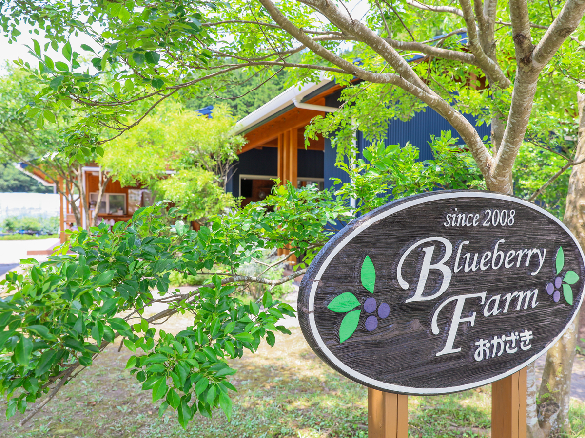 藍莓農園岡崎　摘藍莓