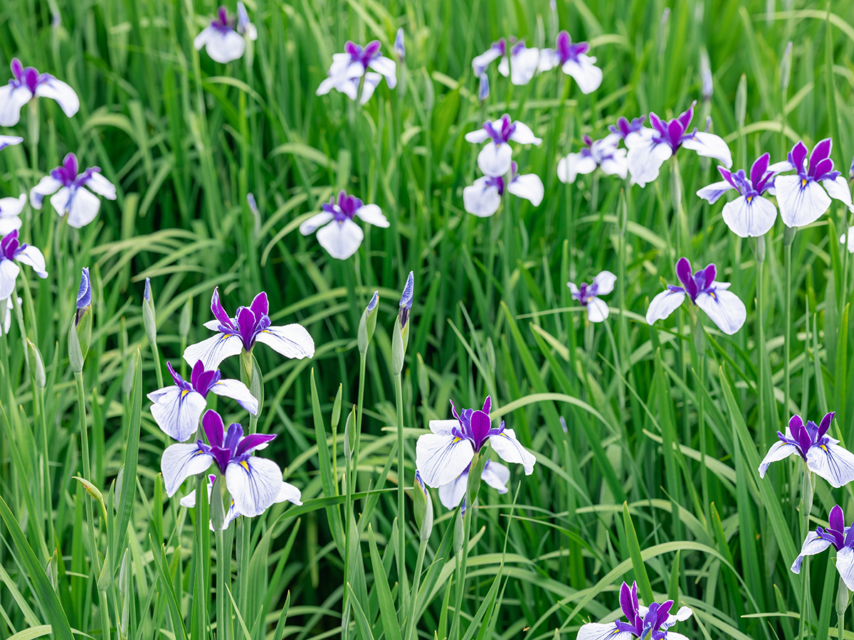 東公園花菖蒲まつり