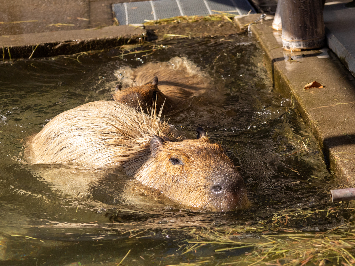 のんほいパーク　冬イベント