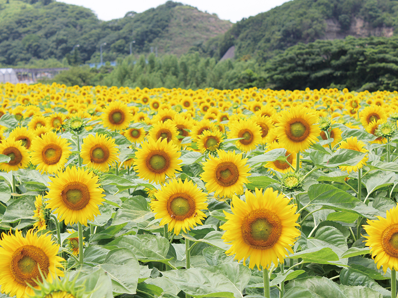観光農園花ひろば