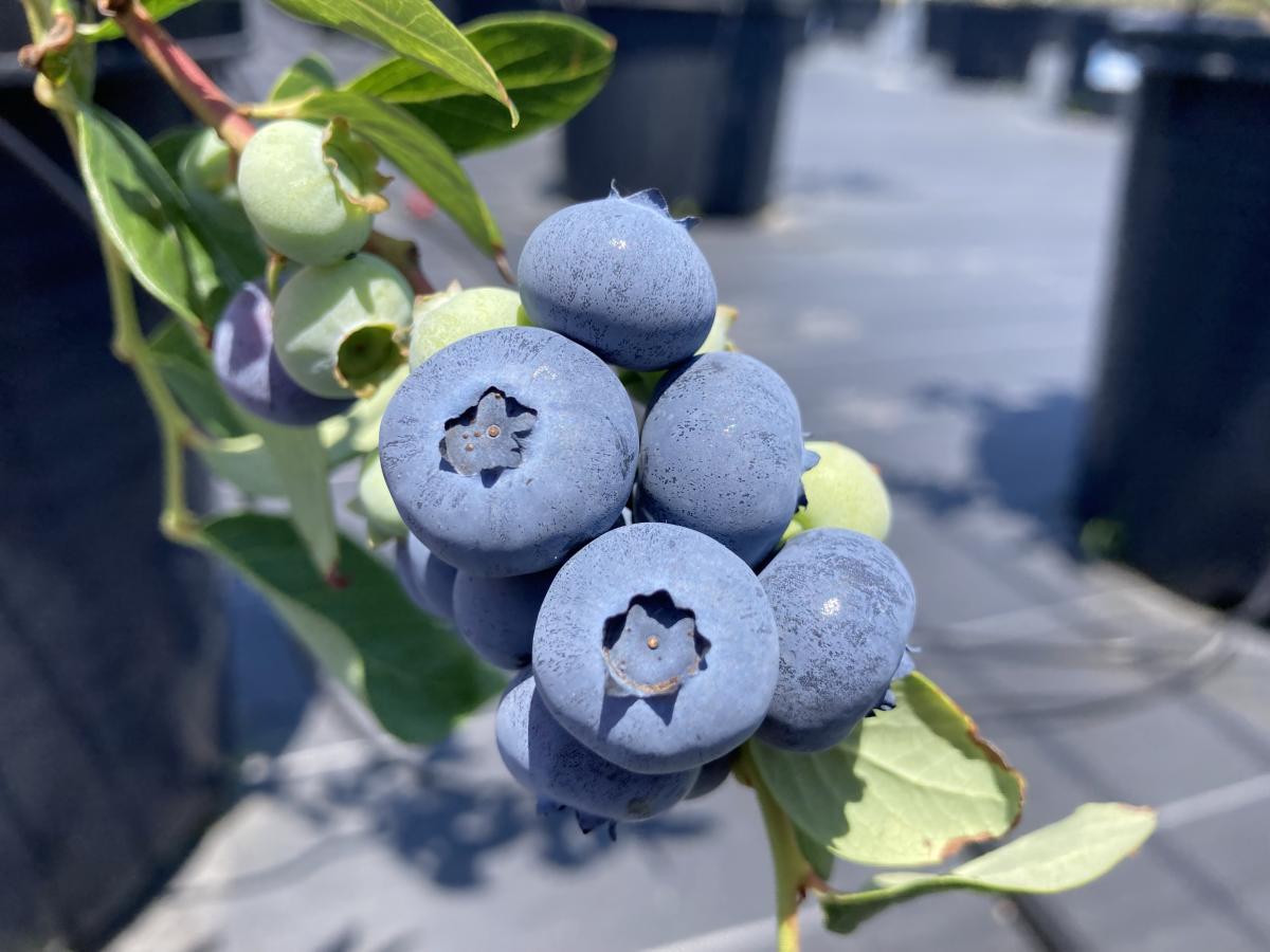 ブルーベリースターみかわ