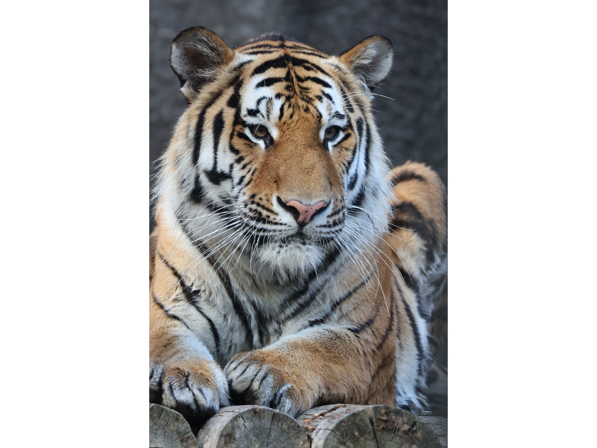 のんほいパーク　ナイトZOO