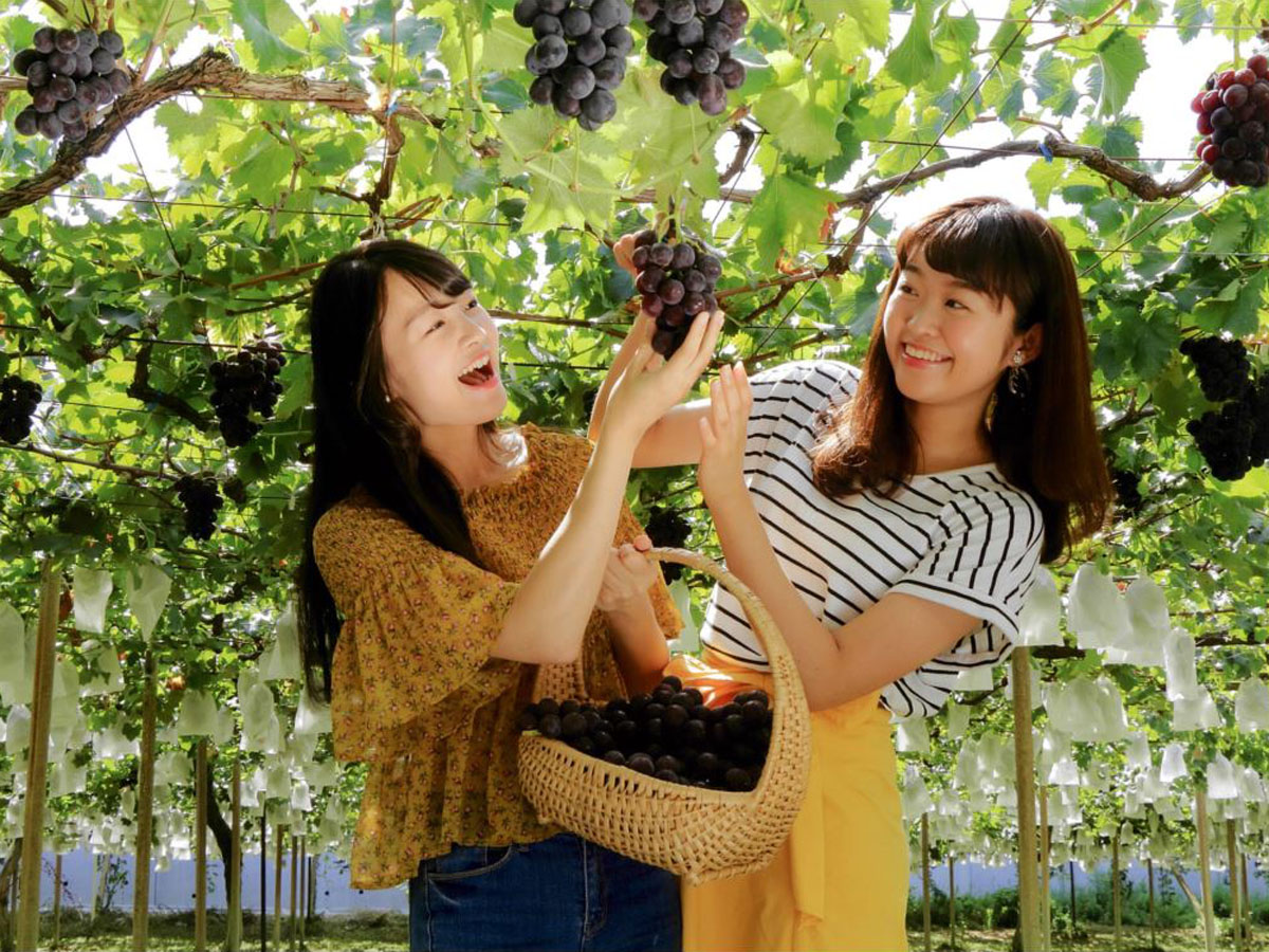 Obu Grape Picking (Obu Budogari)