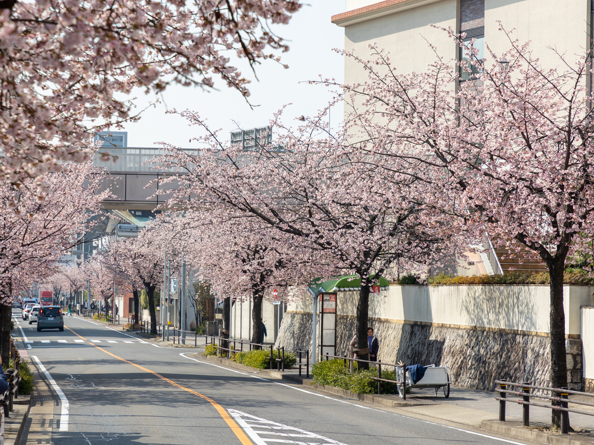 オオカンザクラの並木道
