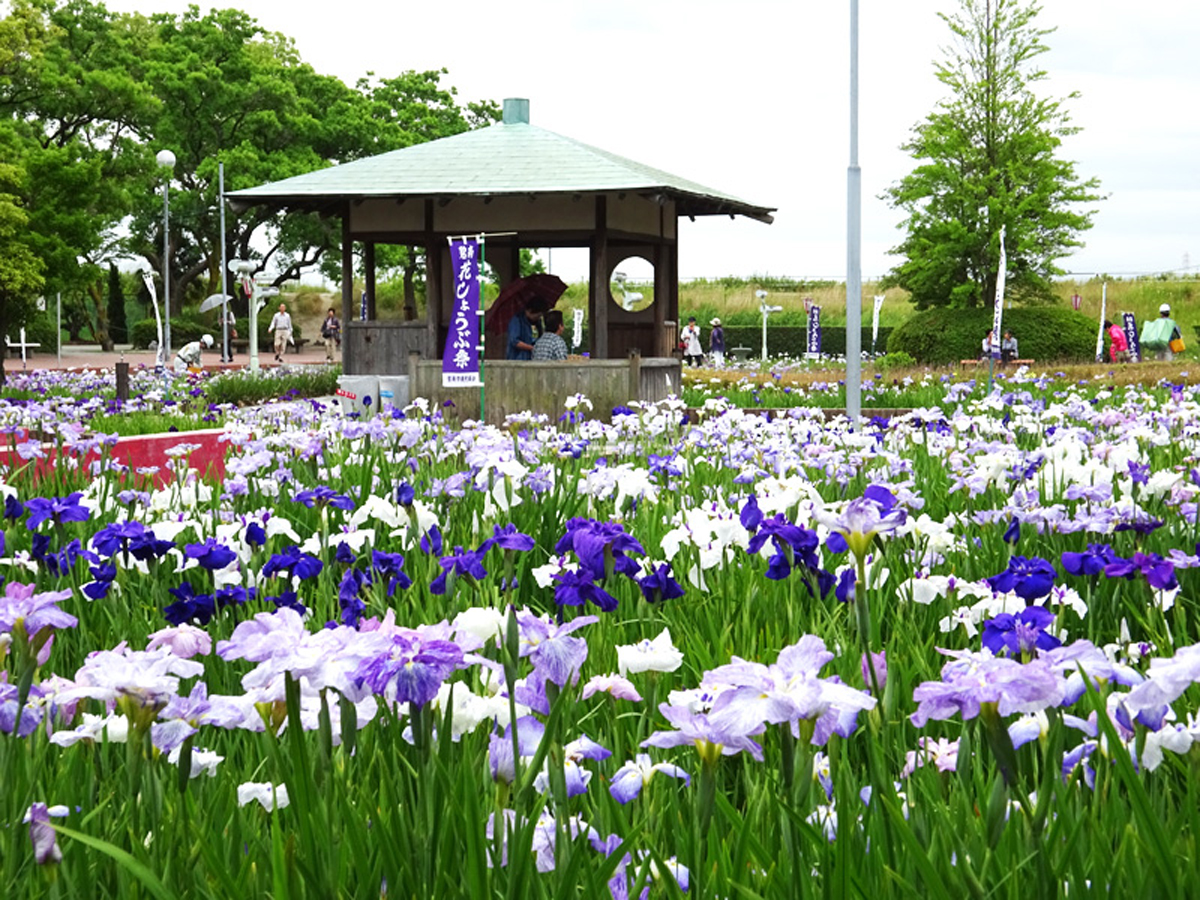 碧南市　花しょうぶまつり