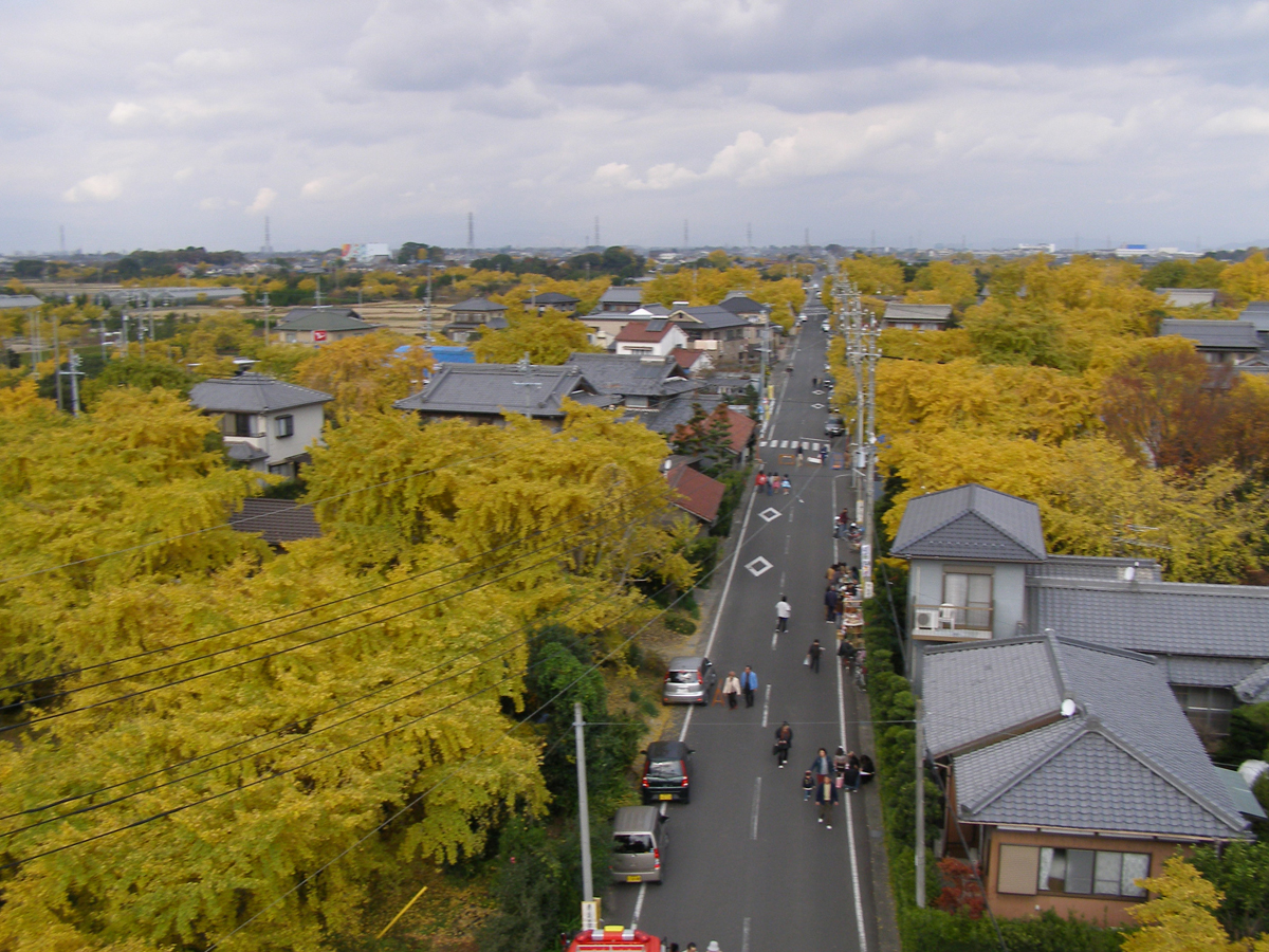 祖父江銀杏樹黄葉節