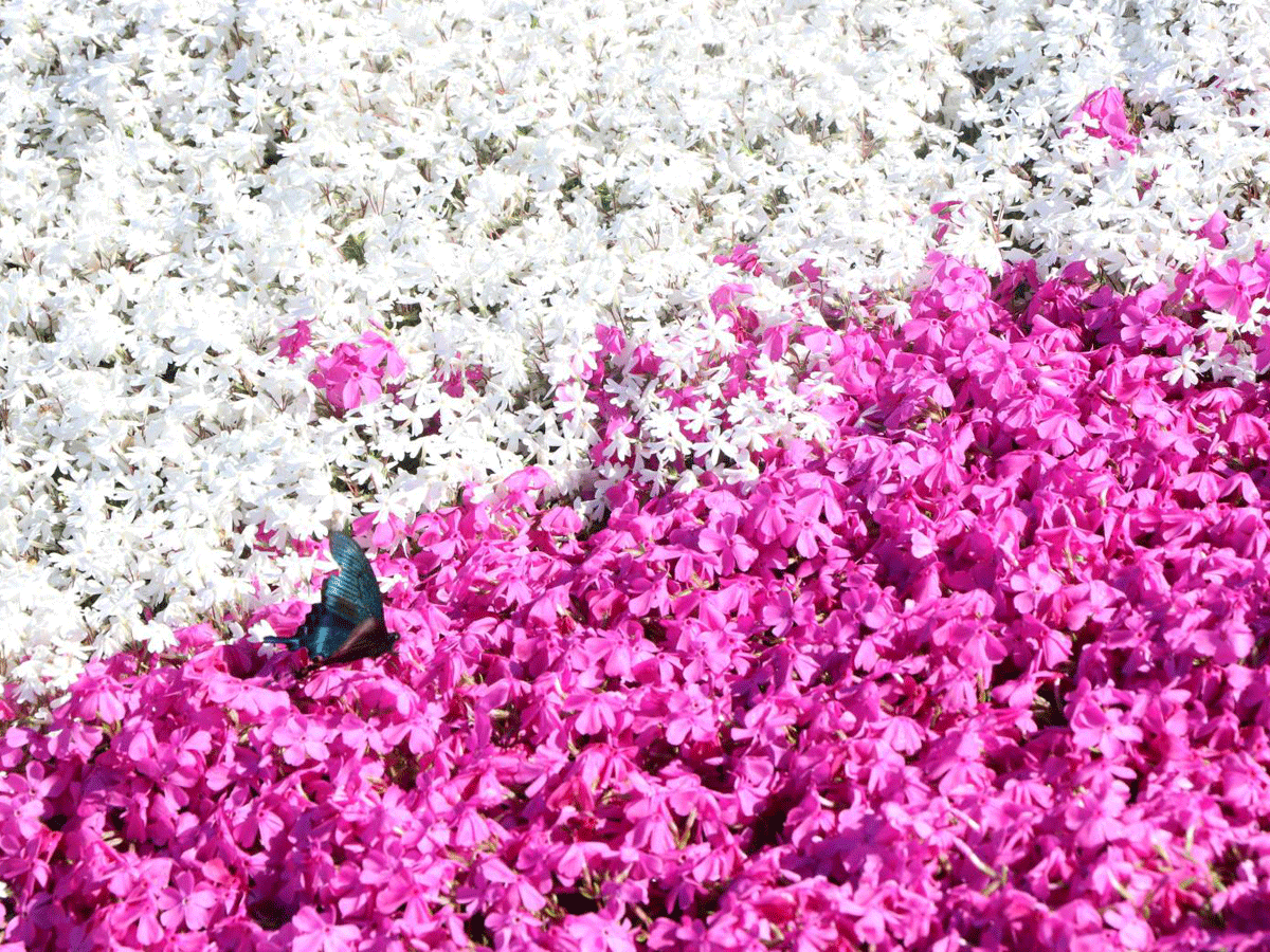 차우스야마 고원 꽃잔디 축제