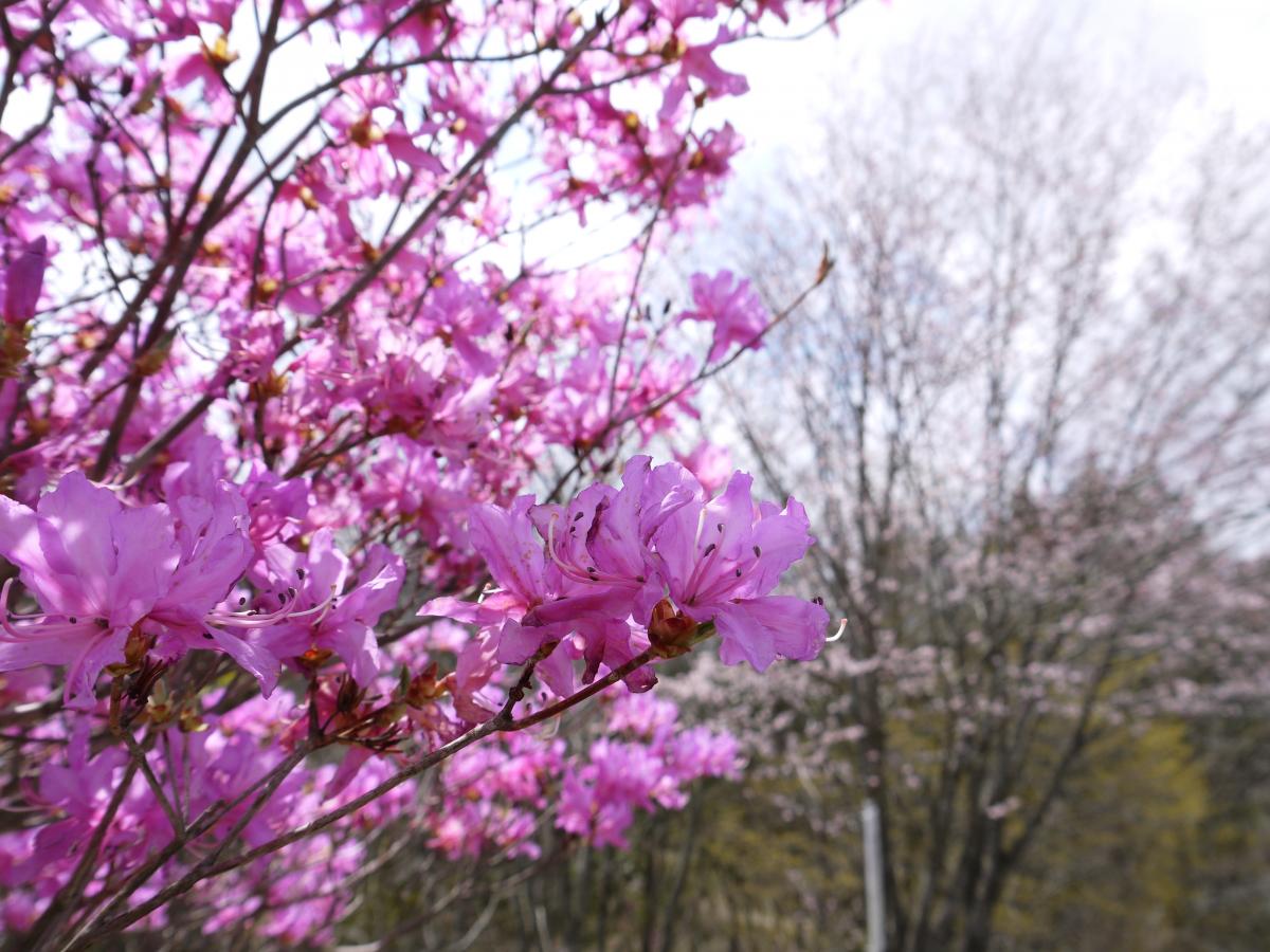 面ノ木園地(天狗棚)
