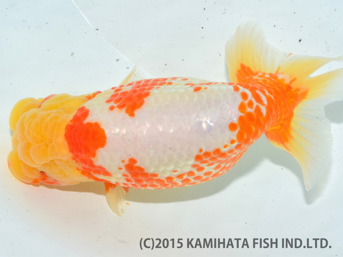 金魚日本一大会