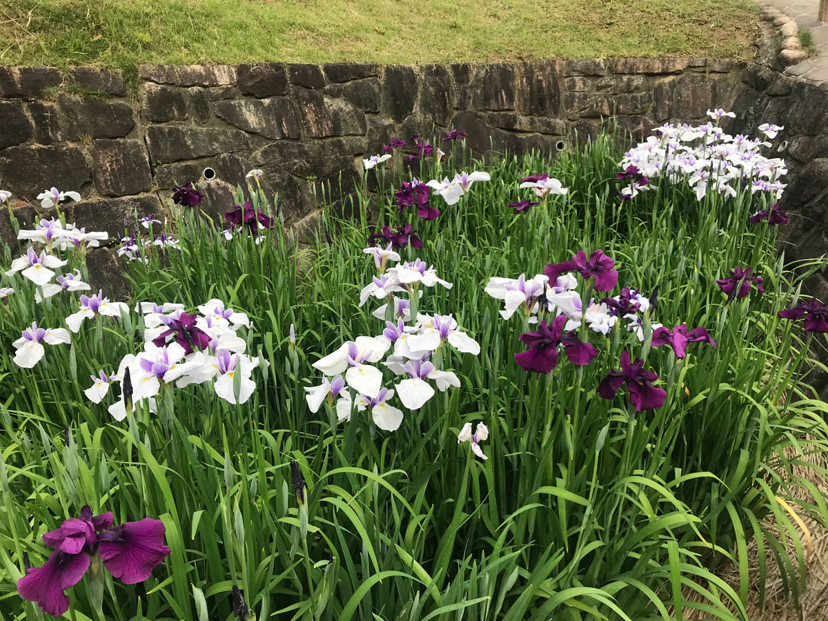 赤塚山公園　花しょうぶまつり