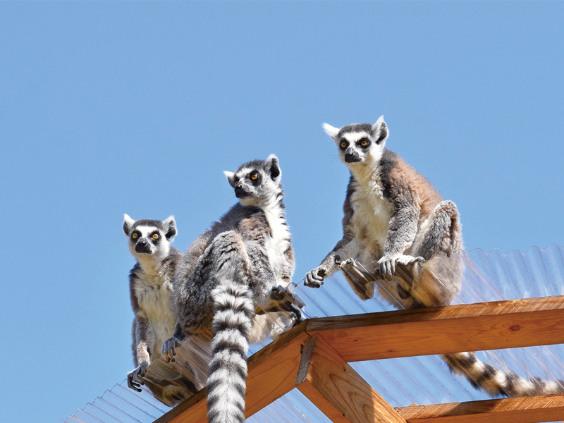 日本モンキーセンター