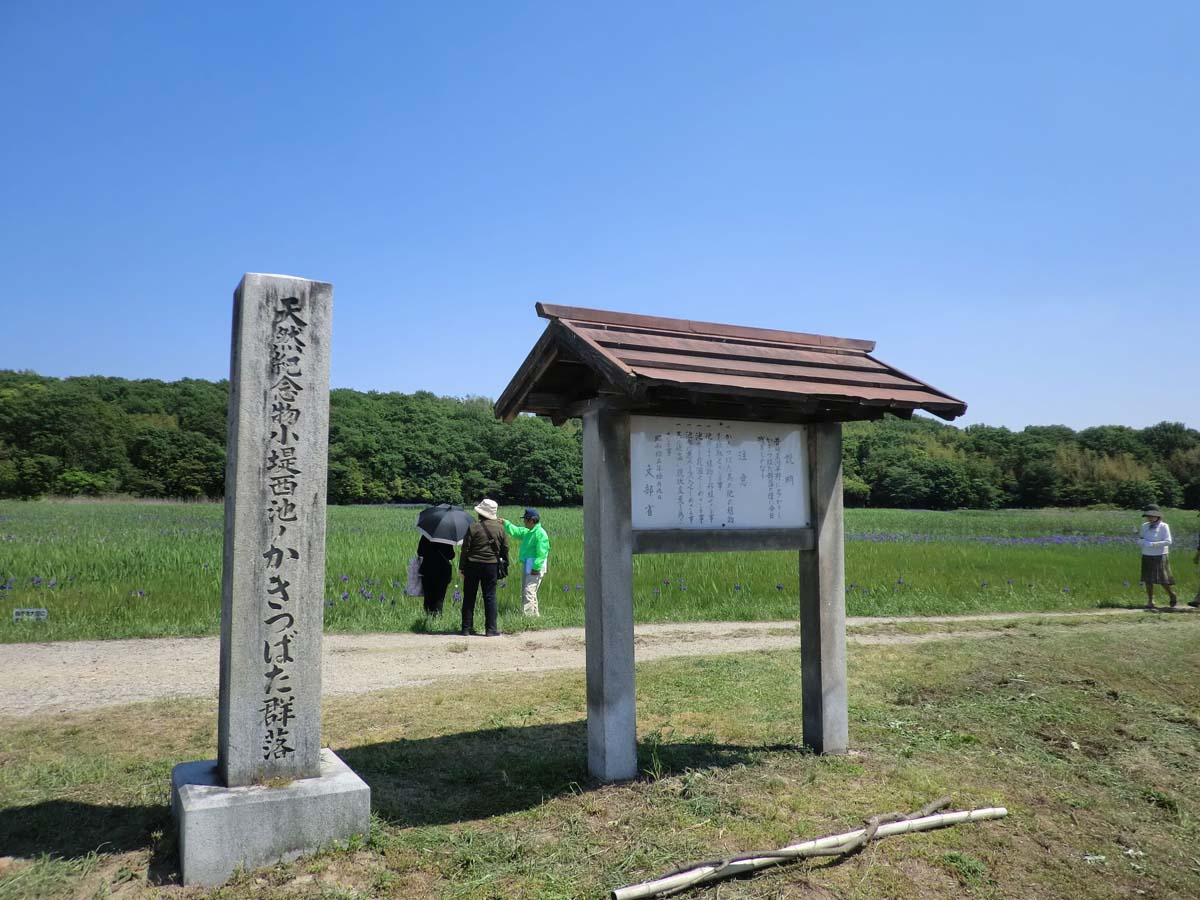 小堤西池のカキツバタ群落