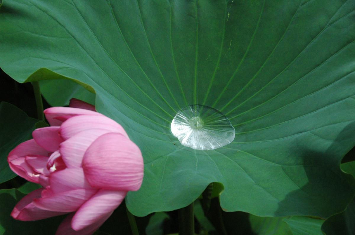 Lotus Flower Viewing Party at Morikawa Lotus Flower Field 