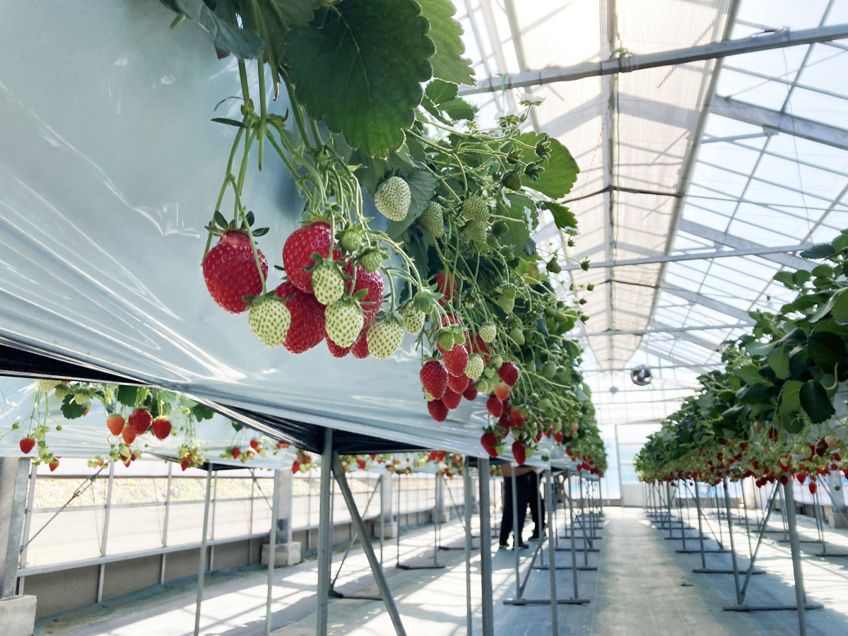 フルーツループ