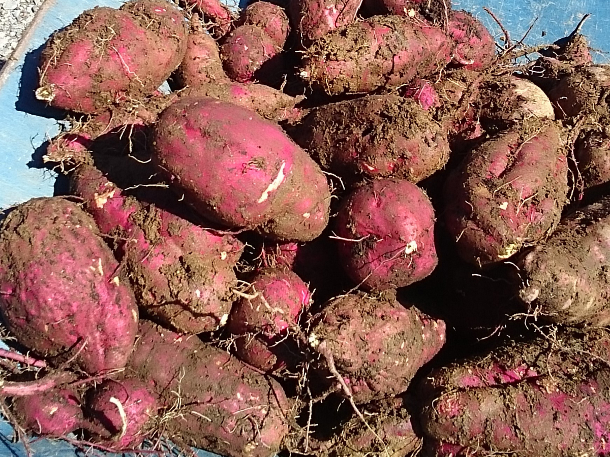 秋を満喫！芋掘り＆ピザ作り体験