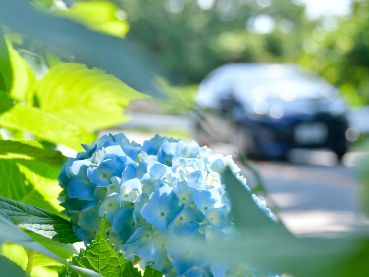 Mt. Sangane Hydrangea Festival