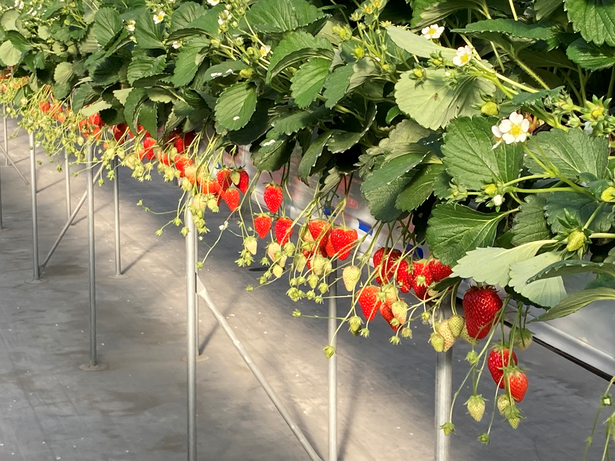 ベリーベリーファーム