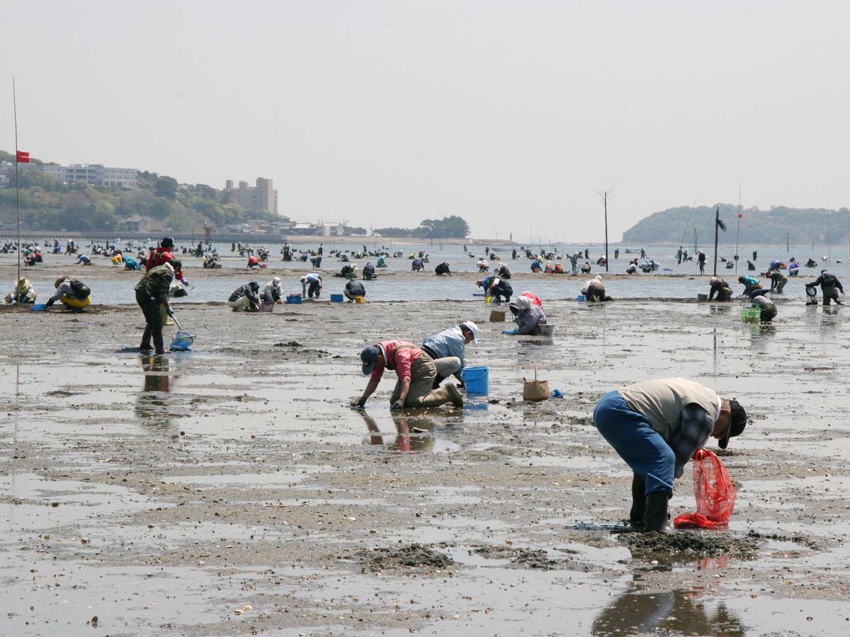 吉田海岸　潮干狩り