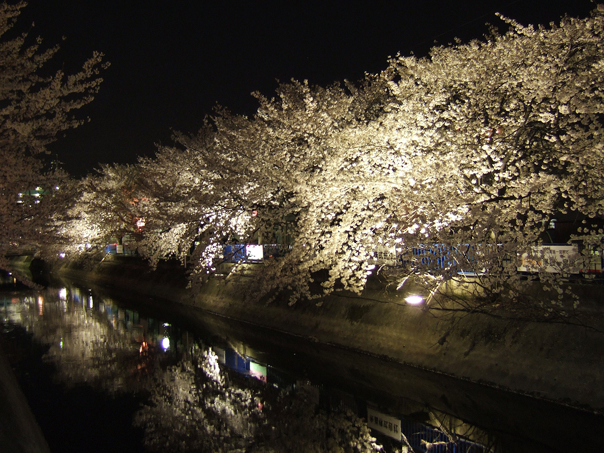 一宮桜まつり　大江川緑道　ライトアップ
