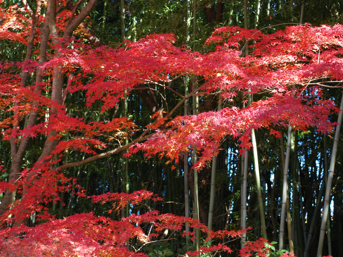 桃太郎公園紅葉