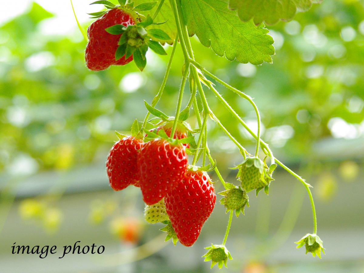 南知多草莓之鄉