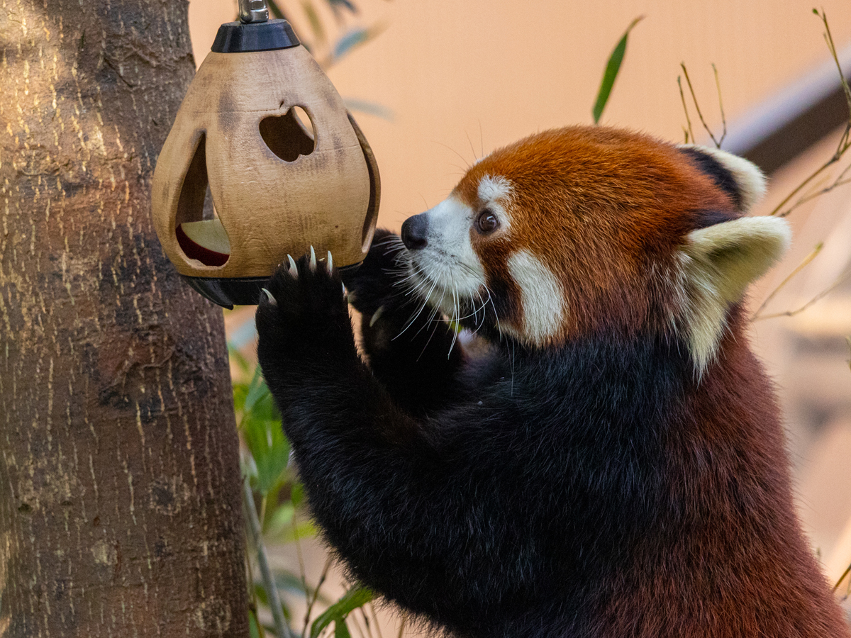 のんほいパーク　冬イベント