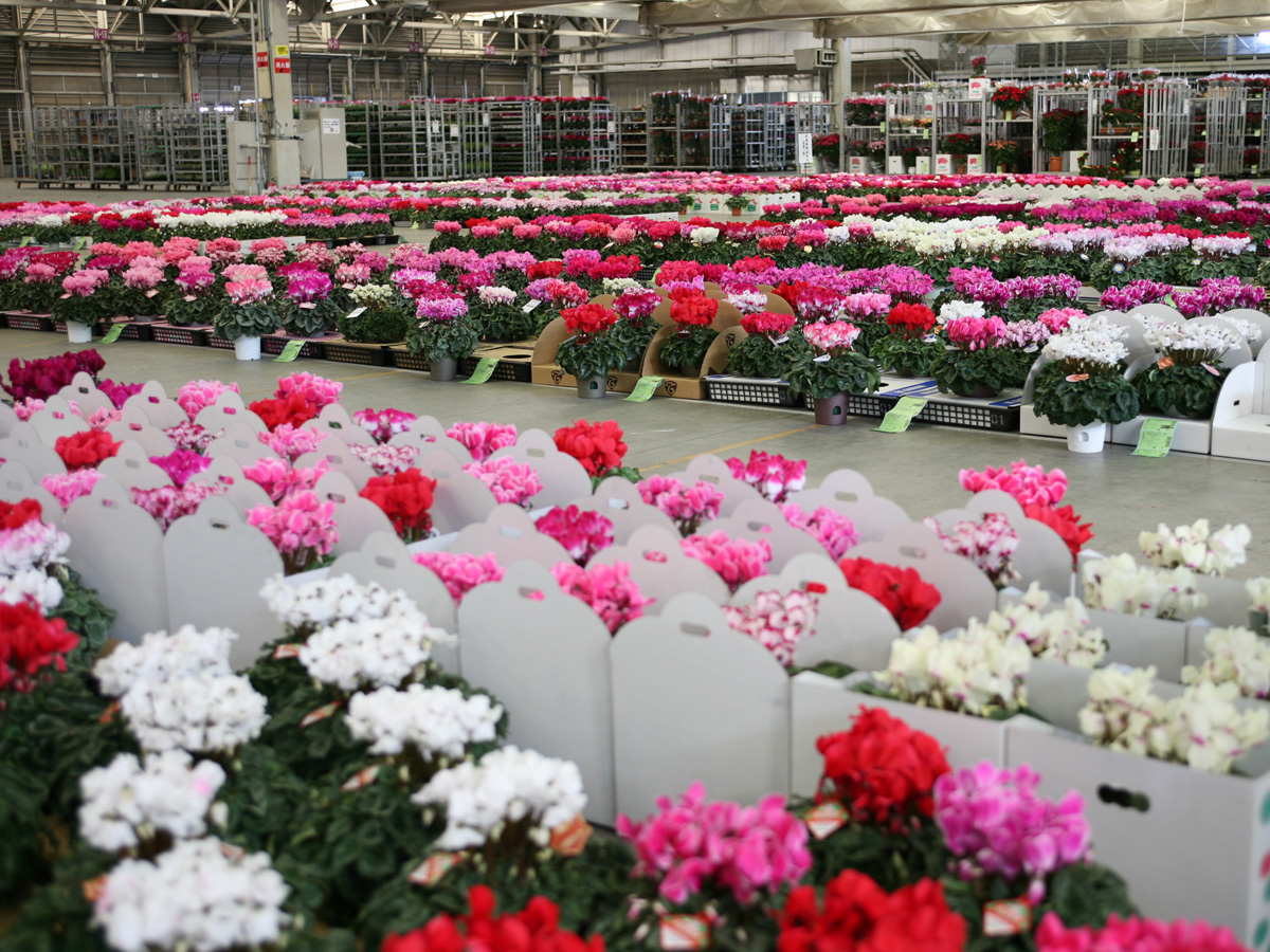 愛知豊明花き地方卸売市場