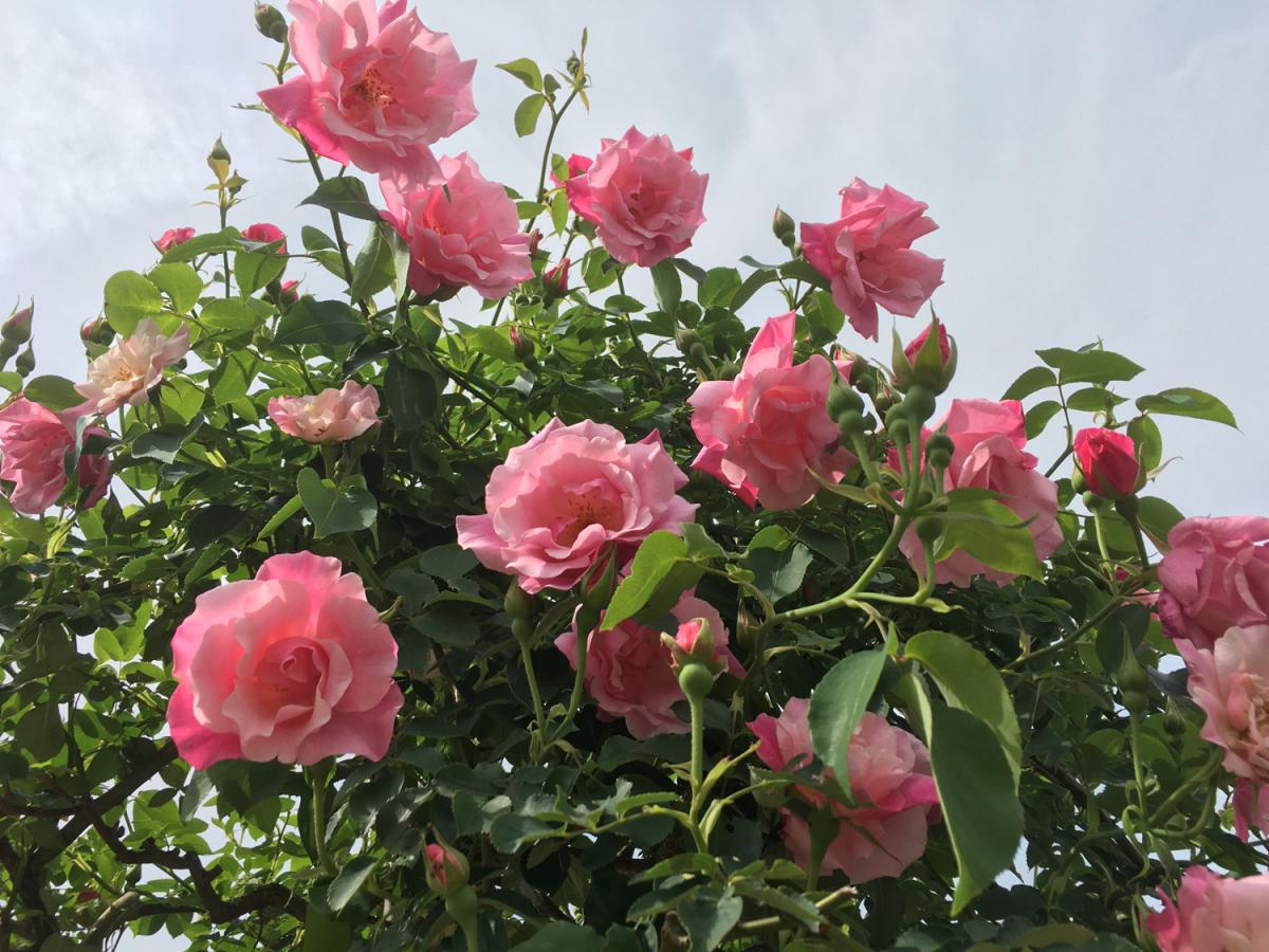 奥殿阵屋（旧奥殿阵屋遗址）