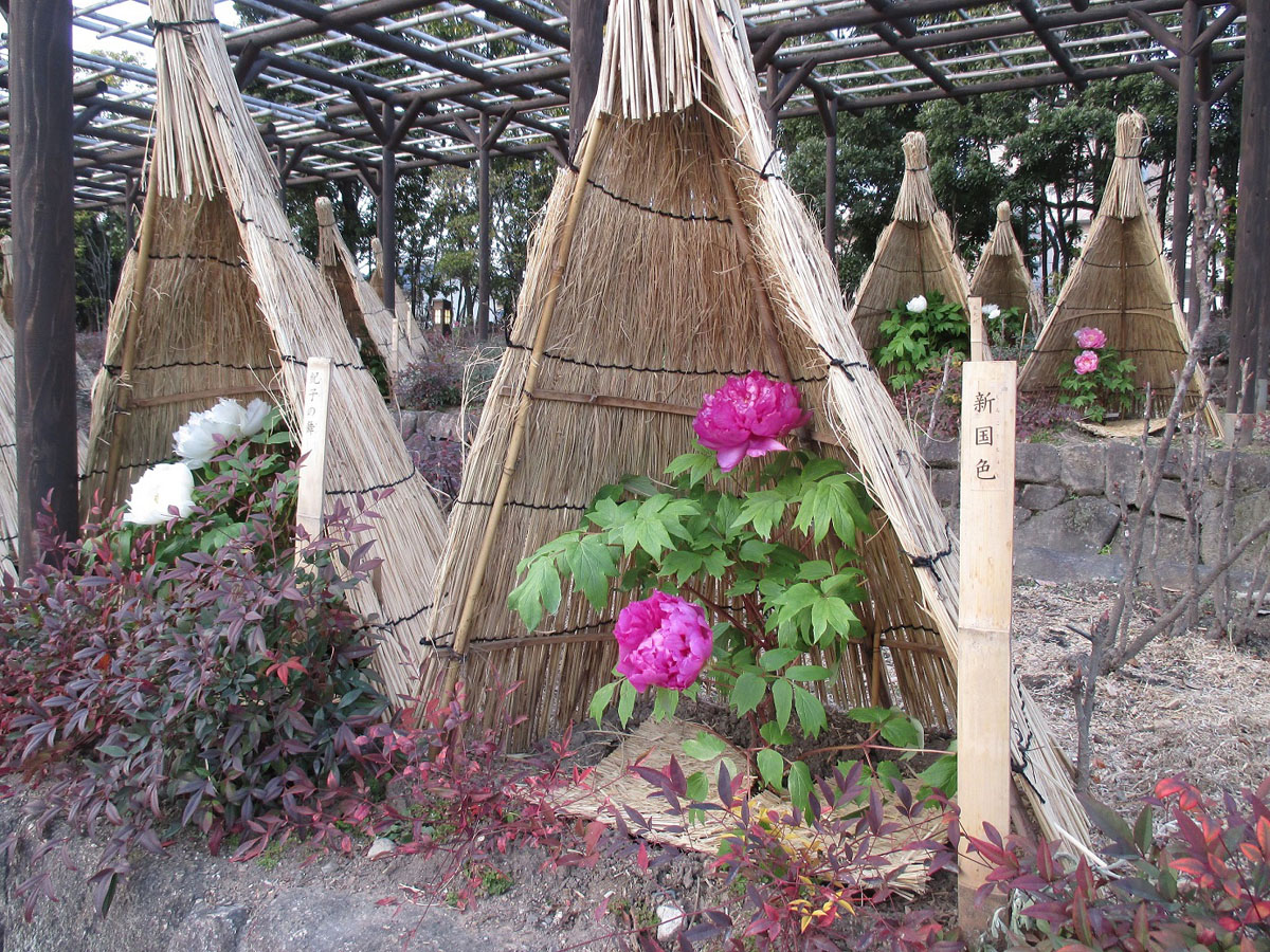 寒を遊ぶ　徳川園の冬牡丹