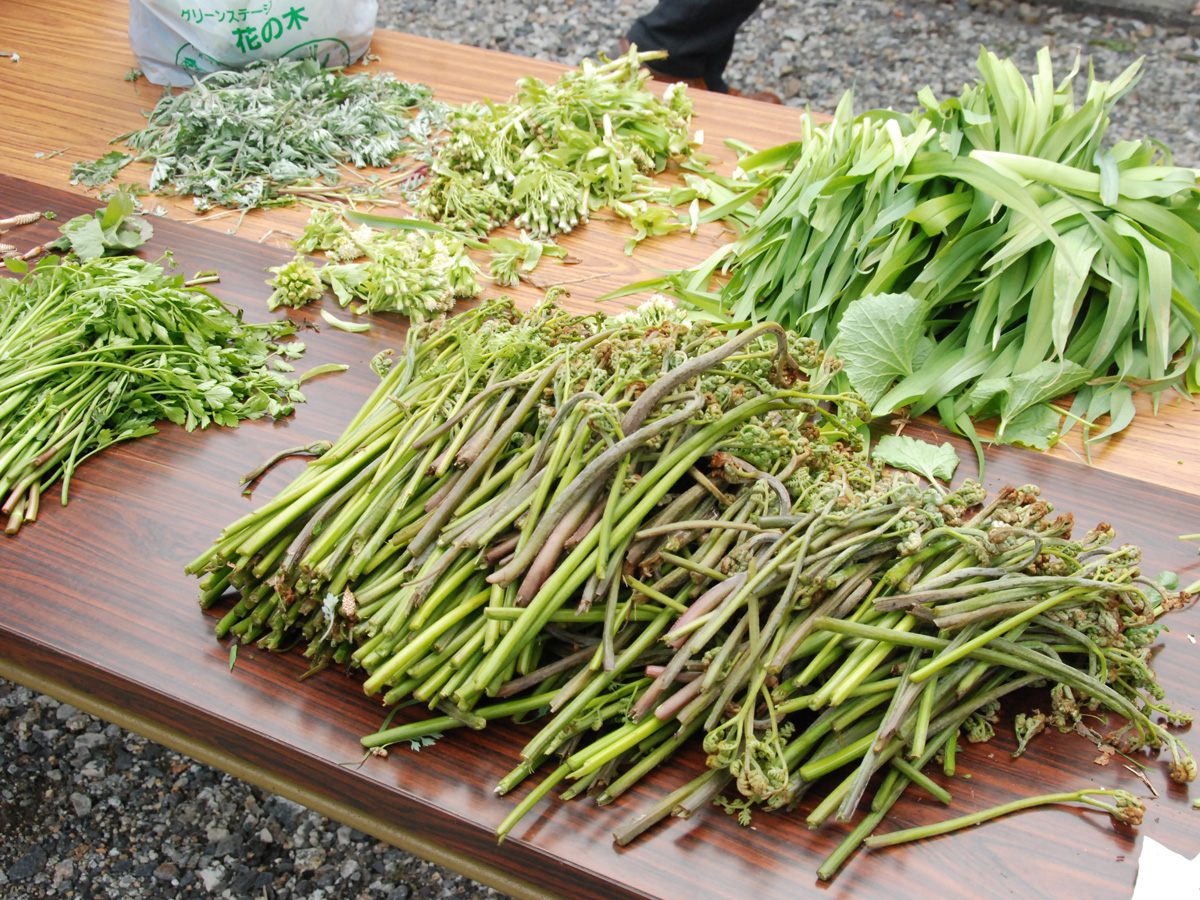 山菜狩りイベント