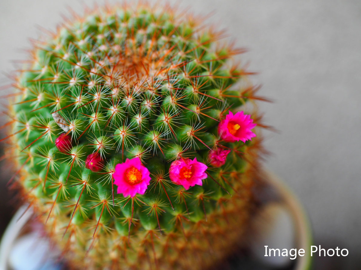 サボテンフェア2022