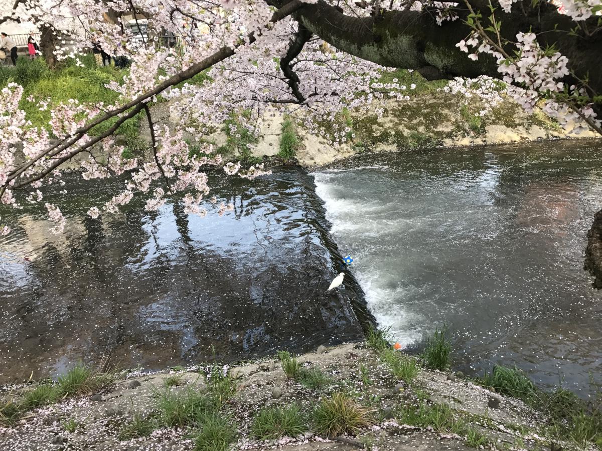 岩倉桜まつり