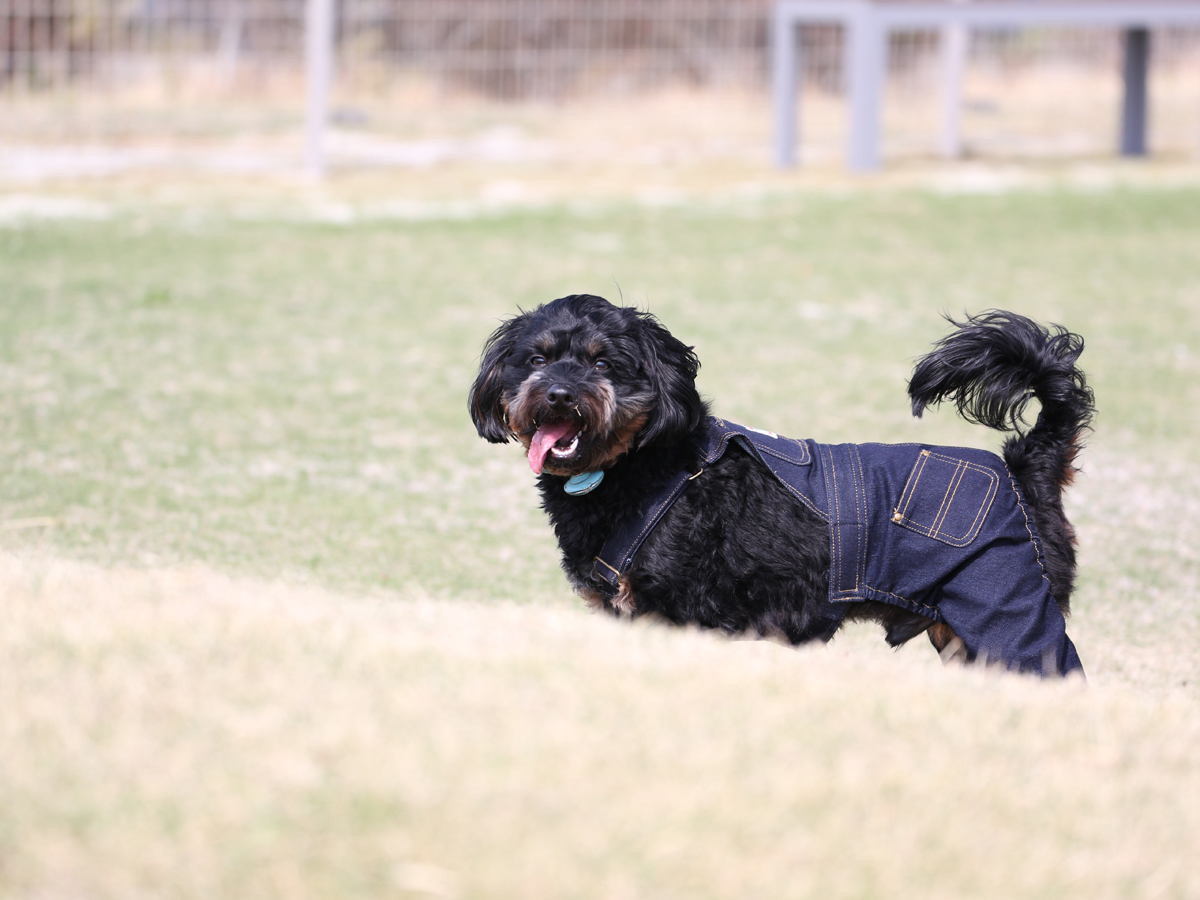 西尾ゴルフ　ブルーベリーファーム