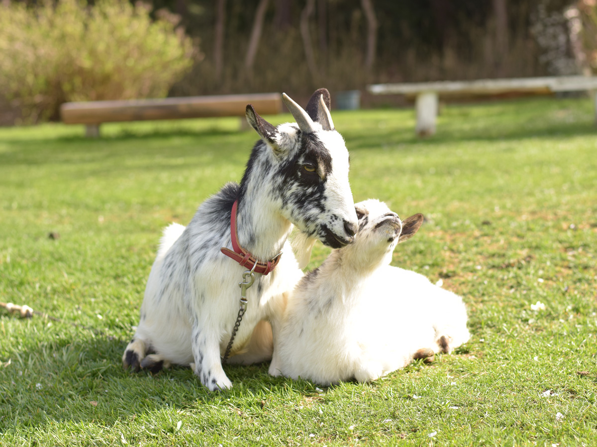 ふれあい牧場　高原ハウス