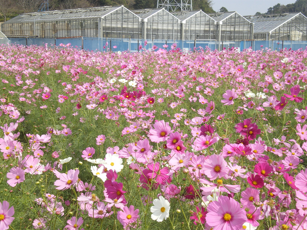 サンテパルクたはら