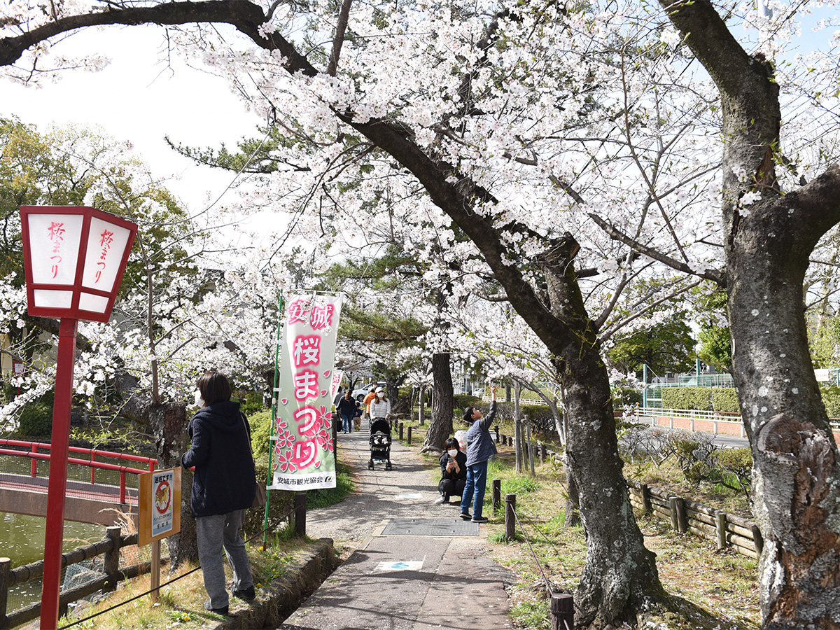 安城樱花节
