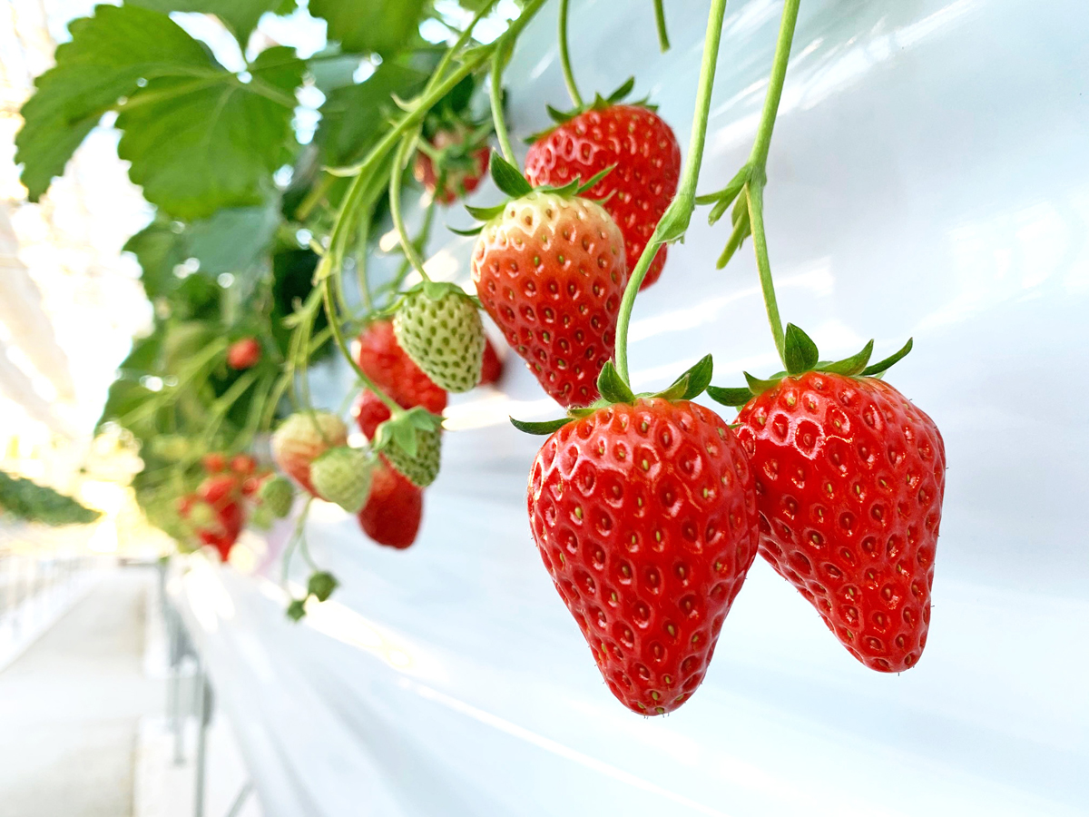 山笑う里　いちご狩り　