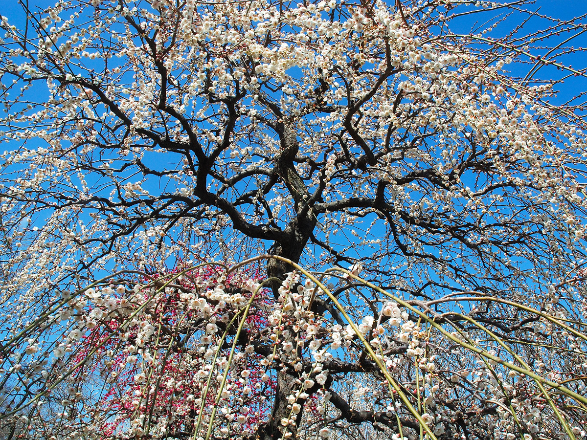 Inazawa Plum Festival (Inazawa Ume Matsuri)