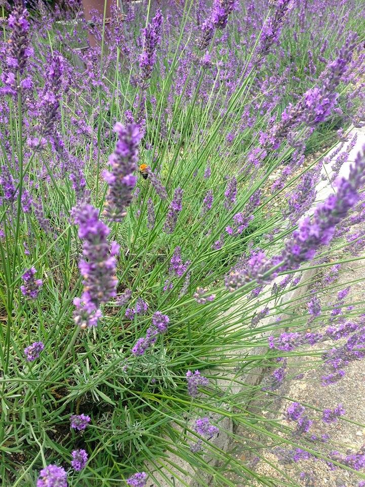 Lavender Fair - Roadside Station Donguri-no-Sato Inabu